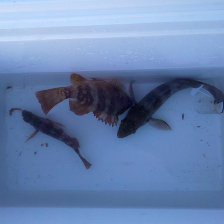 メバルはまだアフター中