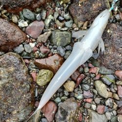 ショアジギング