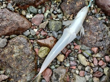 ショアジギング