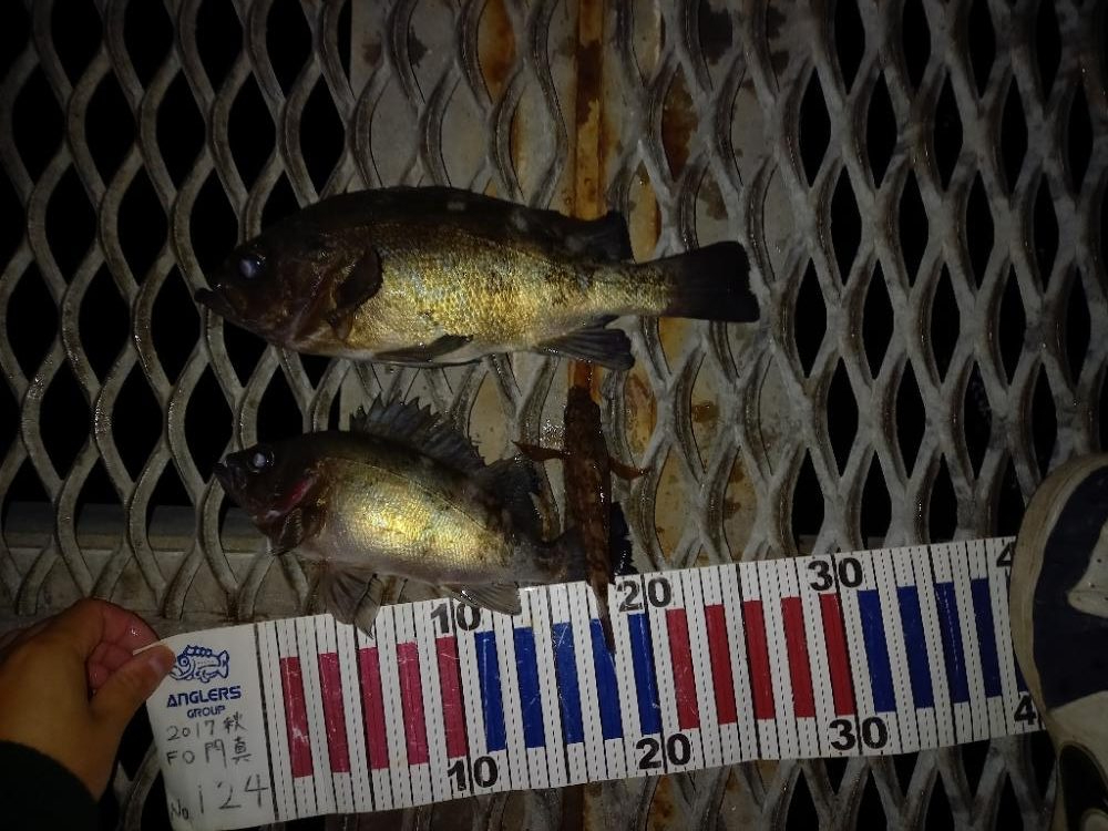 とっとパークでデカメバル