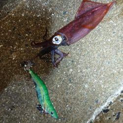 対馬エギング釣果……24