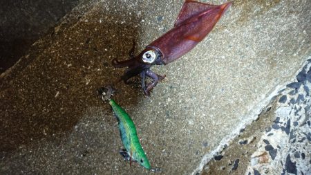 対馬エギング釣果……24