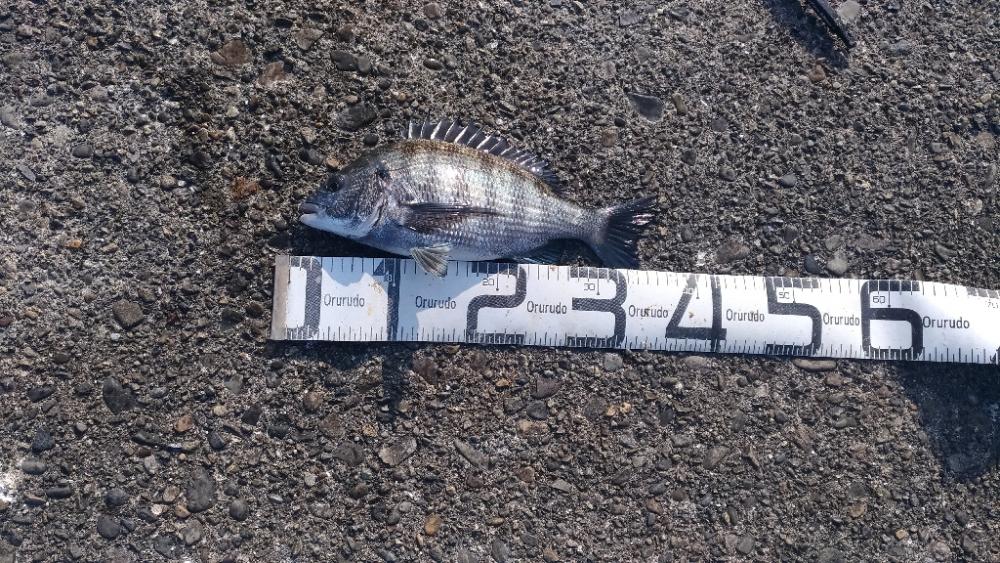 3/12釣果 色々釣れました