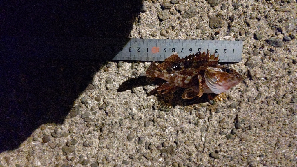 ちいさいガシラばっかり…