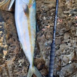 ロッキーショアヒラマサ