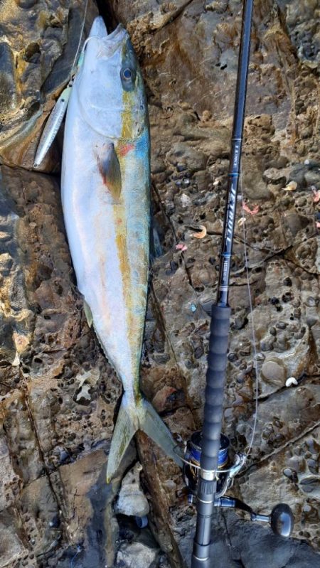 ロッキーショアヒラマサ