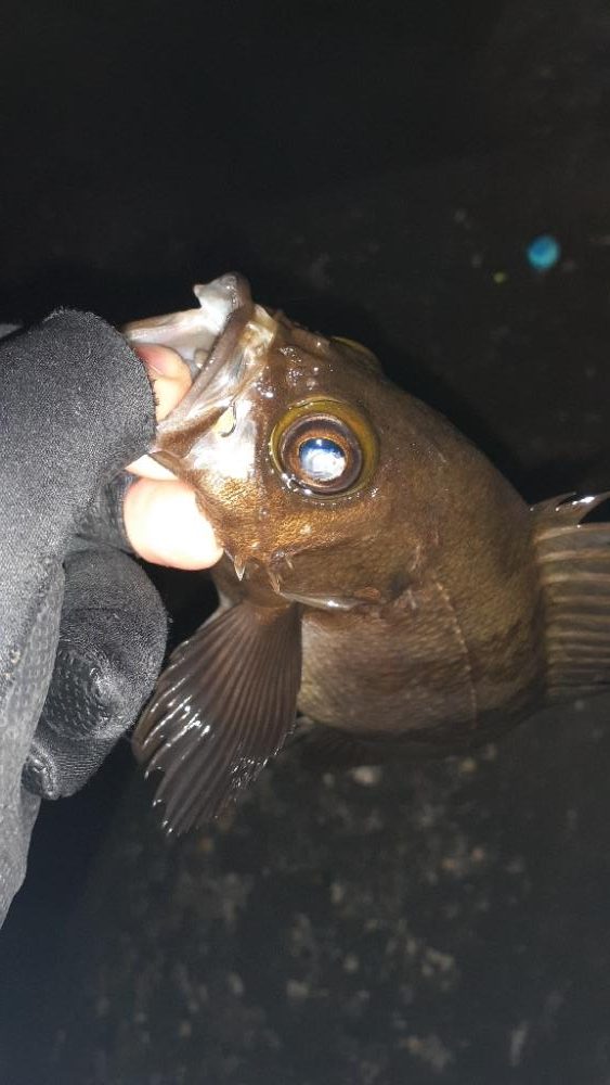 本日もメバリング～