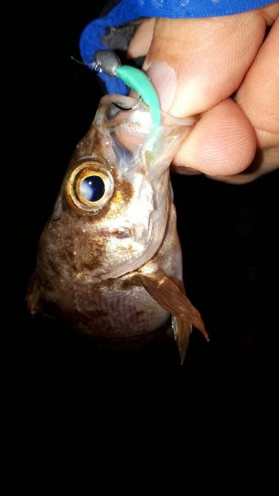 淡路島でメバリング