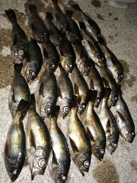 アジのちメバル