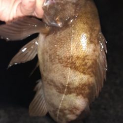 久々メバル調査へ行ってきた