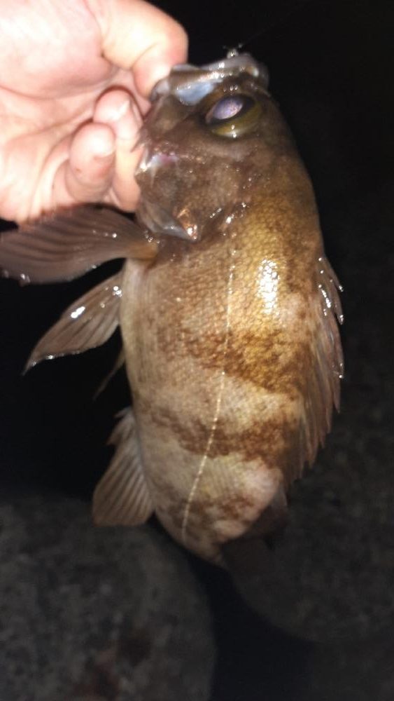 久々メバル調査へ行ってきた