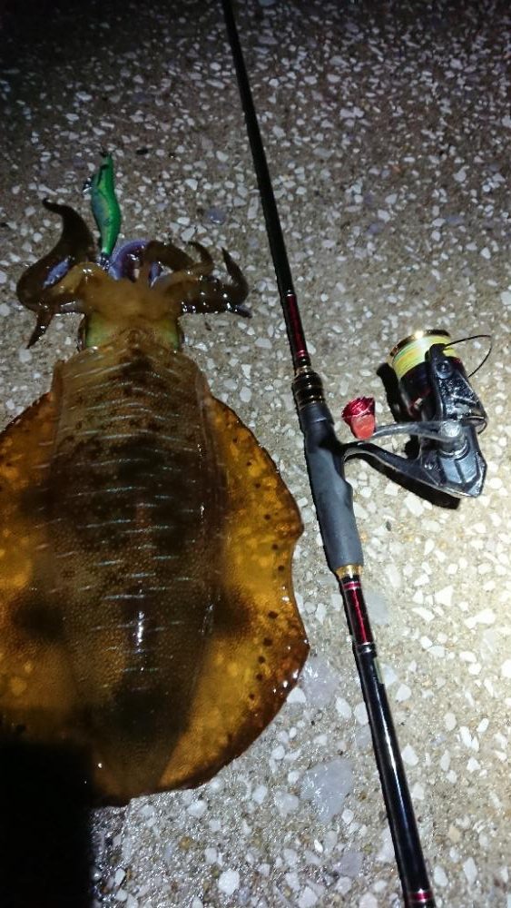 対馬エギング釣果……27