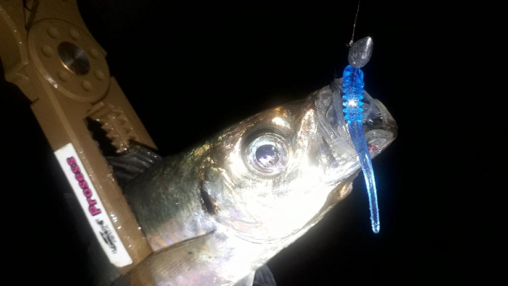 やっとアジが来たぁー