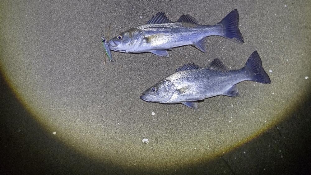 春や!春ですよ!