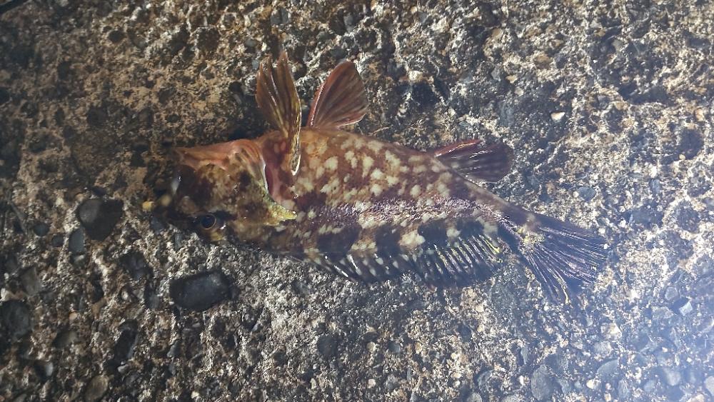 最高コンディションでカサゴ入れ喰い