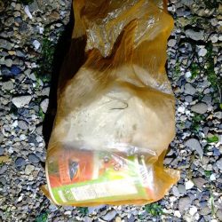 清掃活動：メバリング