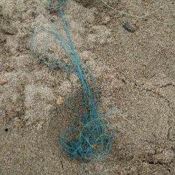 清掃活動：ヒラメ狙い…