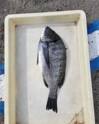 和歌山マリーナシティ釣り公園 釣果