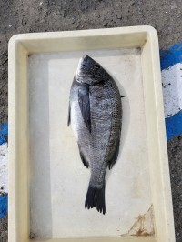 和歌山マリーナシティ釣り公園 釣果