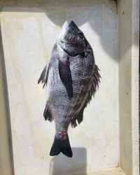 和歌山マリーナシティ釣り公園 釣果