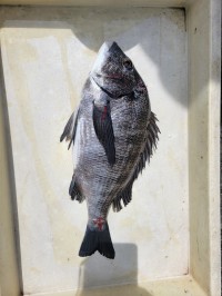 和歌山マリーナシティ釣り公園 釣果