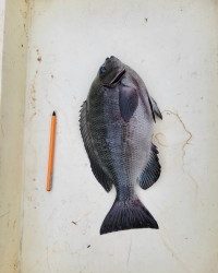 和歌山マリーナシティ釣り公園 釣果