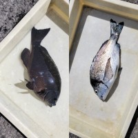 和歌山マリーナシティ釣り公園 釣果