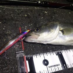 久しぶりの投稿。。。