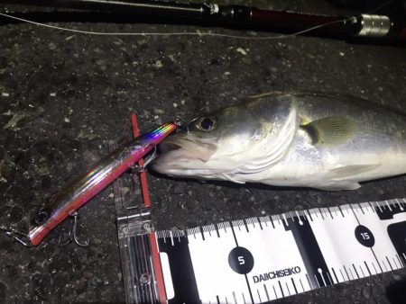 久しぶりの投稿。。。