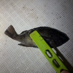 ボートメバリング