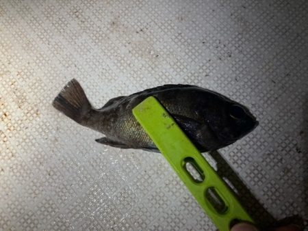 ボートメバリング