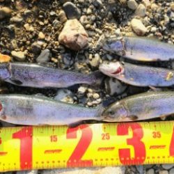 小柿渓谷で50cmオーバーの大型のニジマスを追う!