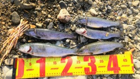 小柿渓谷で50cmオーバーの大型のニジマスを追う!