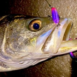 ドブ川ハクとタイリクさん