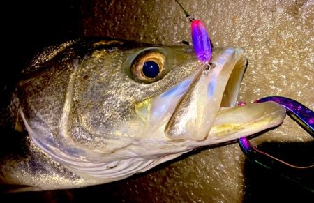 ドブ川ハクとタイリクさん