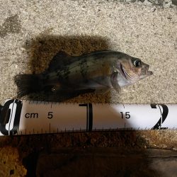 メバリング釣行