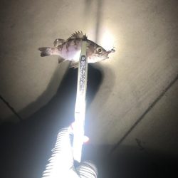 ひさびさメバリング