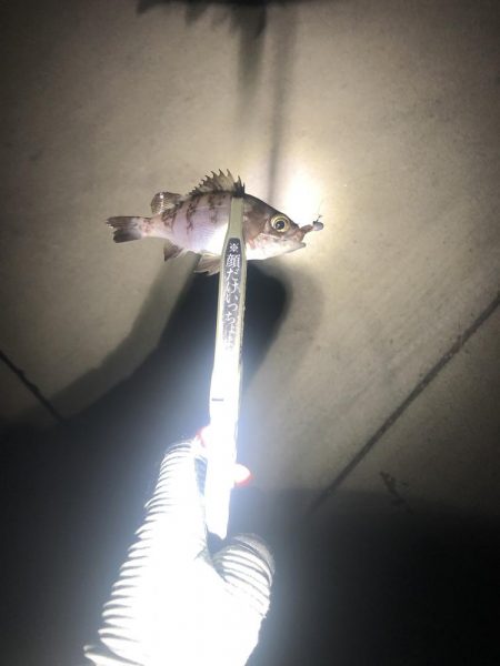 ひさびさメバリング