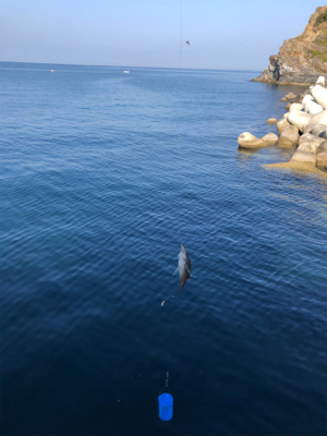 田ノ浦にて五目釣り