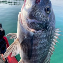 今年初のカヤックフィッシュ