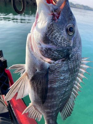 今年初のカヤックフィッシュ