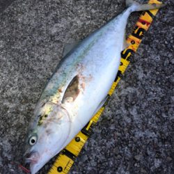 ルアーで初めてのブリ