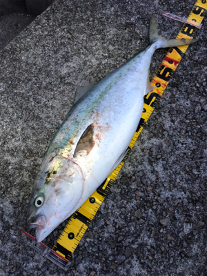 ルアーで初めてのブリ