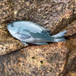 パラパラポツポツ