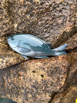 パラパラポツポツ