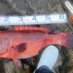 和歌山大引の磯でフカセ釣り