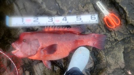 和歌山大引の磯でフカセ釣り