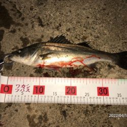 バチ抜けシーバス