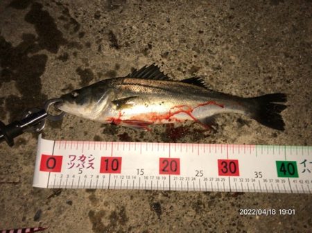 バチ抜けシーバス