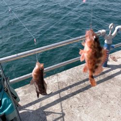 アジはいなかったけど